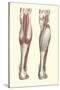 Musculature of the Lower Leg-Found Image Press-Stretched Canvas