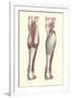 Musculature of the Lower Leg-Found Image Press-Framed Giclee Print