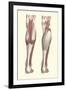 Musculature of the Lower Leg-Found Image Press-Framed Giclee Print