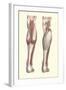 Musculature of the Lower Leg-Found Image Press-Framed Giclee Print