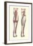 Musculature of the Lower Leg-Found Image Press-Framed Giclee Print