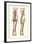 Musculature of the Lower Leg-Found Image Press-Framed Giclee Print