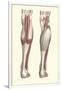 Musculature of the Lower Leg-Found Image Press-Framed Giclee Print