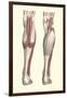 Musculature of the Lower Leg-Found Image Press-Framed Giclee Print