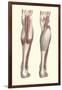 Musculature of the Lower Leg-Found Image Press-Framed Giclee Print