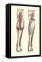 Musculature of the Lower Leg-Found Image Press-Framed Stretched Canvas