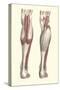 Musculature of the Lower Leg-Found Image Press-Stretched Canvas