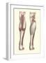 Musculature of the Lower Leg-Found Image Press-Framed Giclee Print