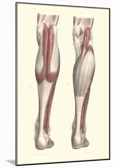 Musculature of the Lower Leg-Found Image Press-Mounted Giclee Print