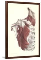 Musculature of the Shoulder Area-null-Framed Art Print