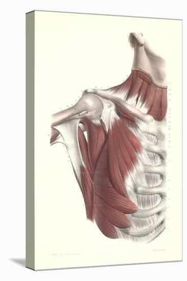 Musculature of the Shoulder Area-null-Stretched Canvas