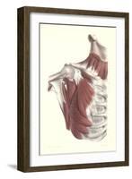 Musculature of the Shoulder Area-null-Framed Art Print