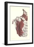 Musculature of the Shoulder Area-null-Framed Art Print