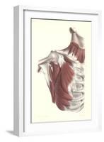 Musculature of the Shoulder Area-null-Framed Art Print