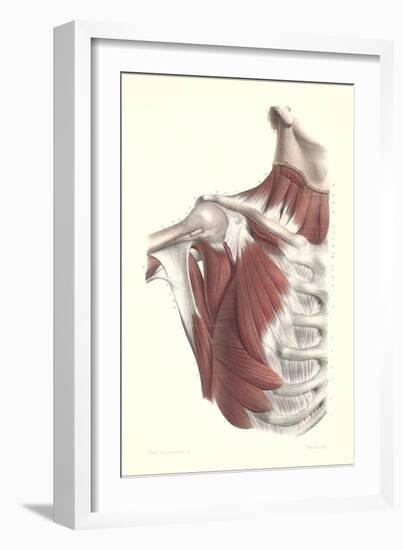 Musculature of the Shoulder Area-null-Framed Art Print