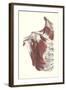 Musculature of the Shoulder Area-null-Framed Art Print