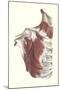 Musculature of the Shoulder Area-null-Mounted Art Print