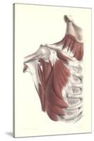 Musculature of the Shoulder Area-null-Stretched Canvas