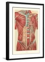 Musculature of the Torso-null-Framed Art Print