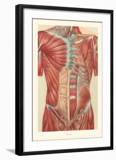 Musculature of the Torso-null-Framed Art Print