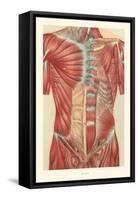 Musculature of the Torso-null-Framed Stretched Canvas