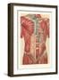 Musculature of the Torso-null-Framed Art Print