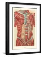 Musculature of the Torso-null-Framed Art Print