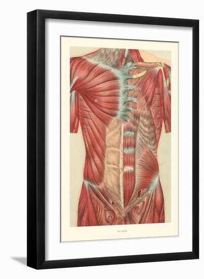 Musculature of the Torso-null-Framed Art Print