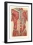 Musculature of the Torso-null-Framed Art Print