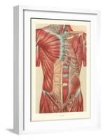 Musculature of the Torso-null-Framed Art Print