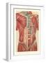 Musculature of the Torso-null-Framed Art Print