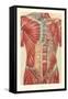 Musculature of the Torso-null-Framed Stretched Canvas