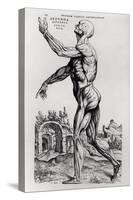 Musculature Structure of a Man-Andreas Vesalius-Stretched Canvas
