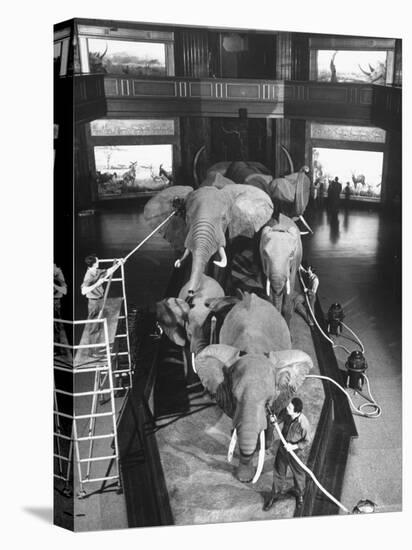 Museum Attendants Cleaning Elephants in the New York Museum Exhibits-Jack Birns-Stretched Canvas