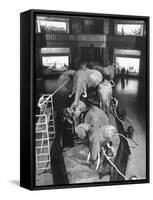 Museum Attendants Cleaning Elephants in the New York Museum Exhibits-Jack Birns-Framed Stretched Canvas