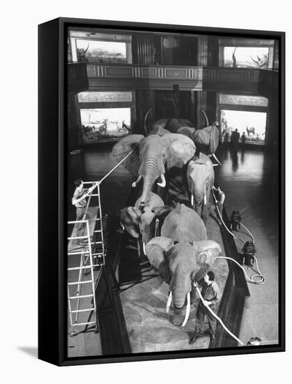 Museum Attendants Cleaning Elephants in the New York Museum Exhibits-Jack Birns-Framed Stretched Canvas