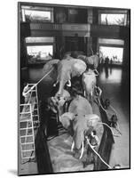 Museum Attendants Cleaning Elephants in the New York Museum Exhibits-Jack Birns-Mounted Photographic Print