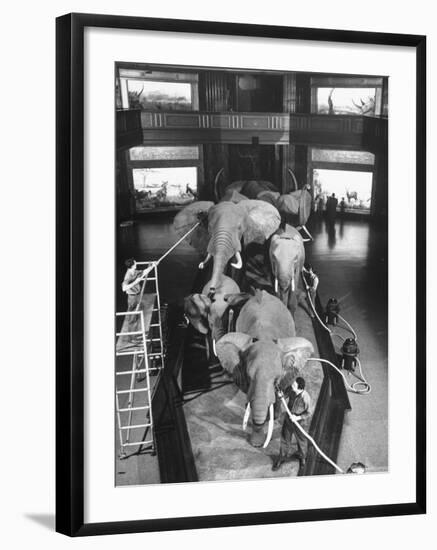 Museum Attendants Cleaning Elephants in the New York Museum Exhibits-Jack Birns-Framed Photographic Print