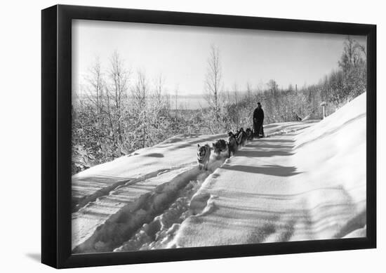 Mushing a Dog Sled in Alaska Photograph - Alaska-null-Framed Poster