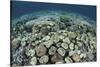 Mushroom and Hard Corals in Alor, Indonesia-Stocktrek Images-Stretched Canvas
