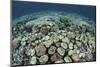Mushroom and Hard Corals in Alor, Indonesia-Stocktrek Images-Mounted Photographic Print