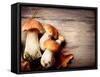 Mushroom Boletus over Wooden Background-Subbotina Anna-Framed Stretched Canvas