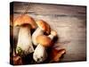 Mushroom Boletus over Wooden Background-Subbotina Anna-Stretched Canvas