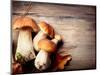 Mushroom Boletus over Wooden Background-Subbotina Anna-Mounted Photographic Print