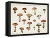 Mushroom Chart I light-Wild Apple Portfolio-Framed Stretched Canvas