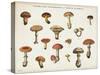 Mushroom Chart I light-Wild Apple Portfolio-Stretched Canvas