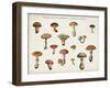 Mushroom Chart I light-Wild Apple Portfolio-Framed Art Print