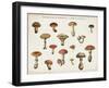 Mushroom Chart I light-Wild Apple Portfolio-Framed Art Print