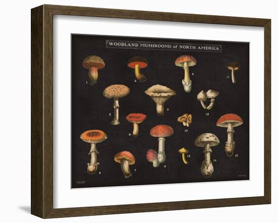 Mushroom Chart I-Wild Apple Portfolio-Framed Art Print