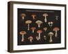 Mushroom Chart I-Wild Apple Portfolio-Framed Art Print